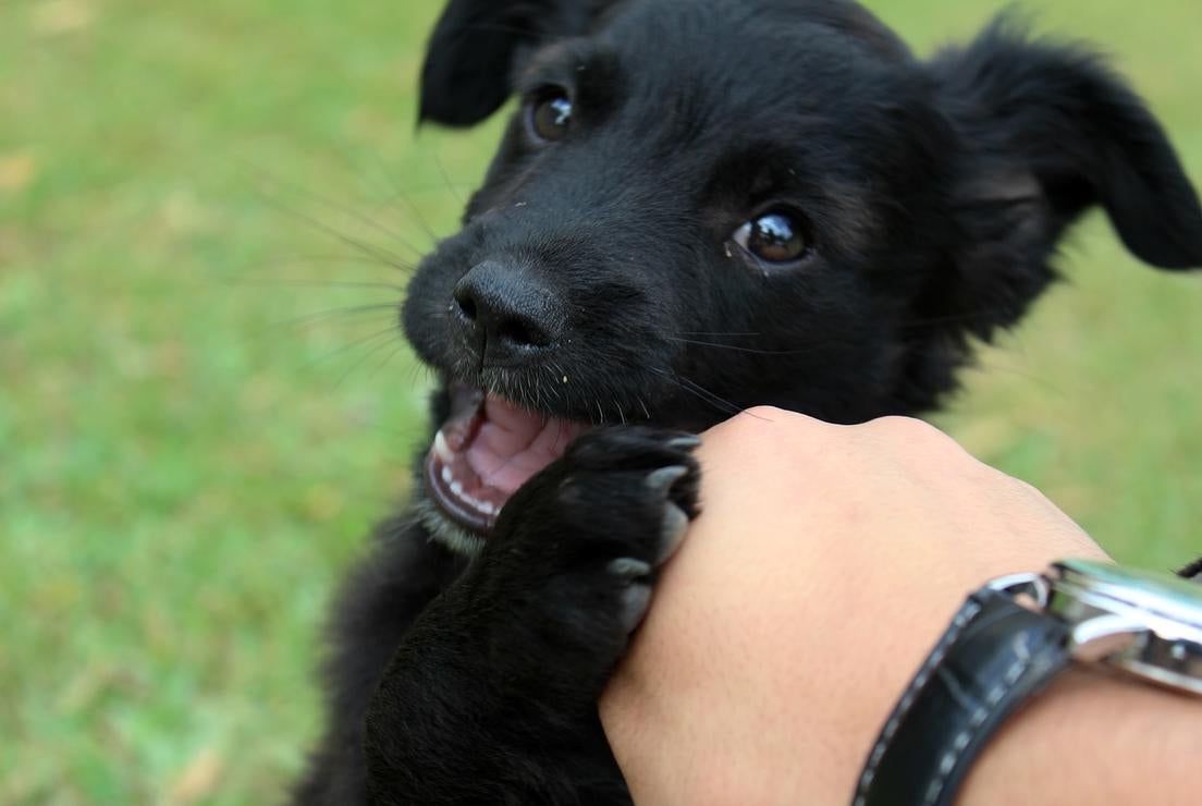 Як весело провести час з цуценям