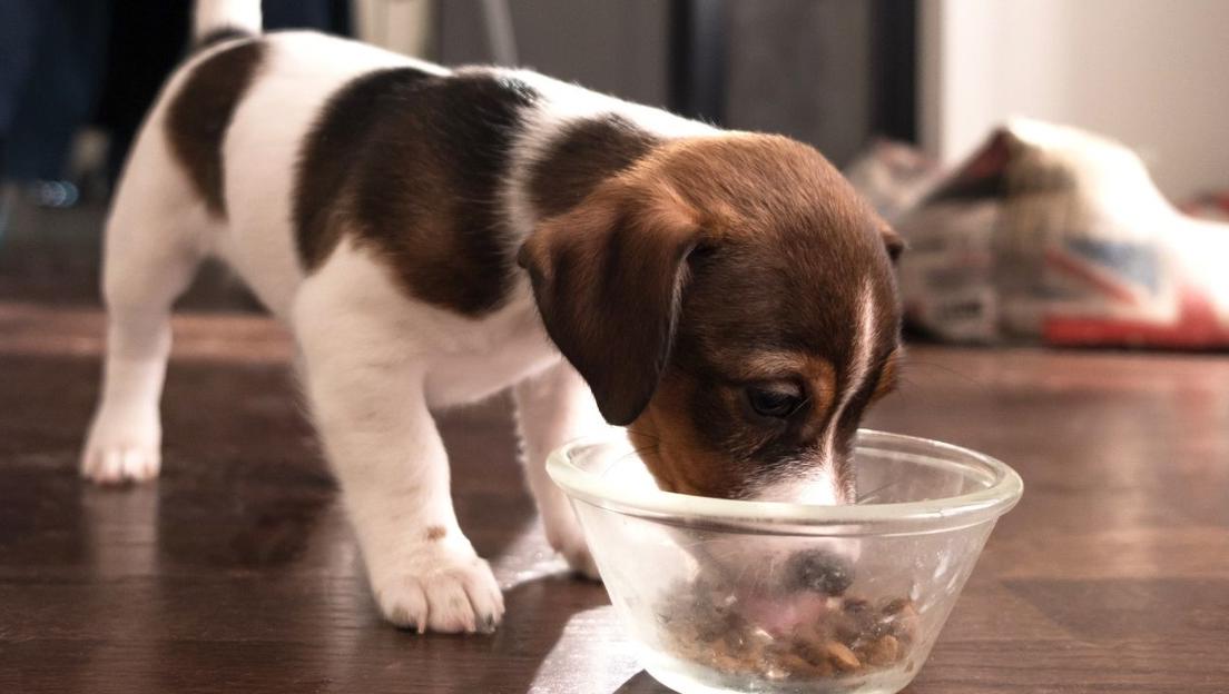 Чим годувати цуценя?