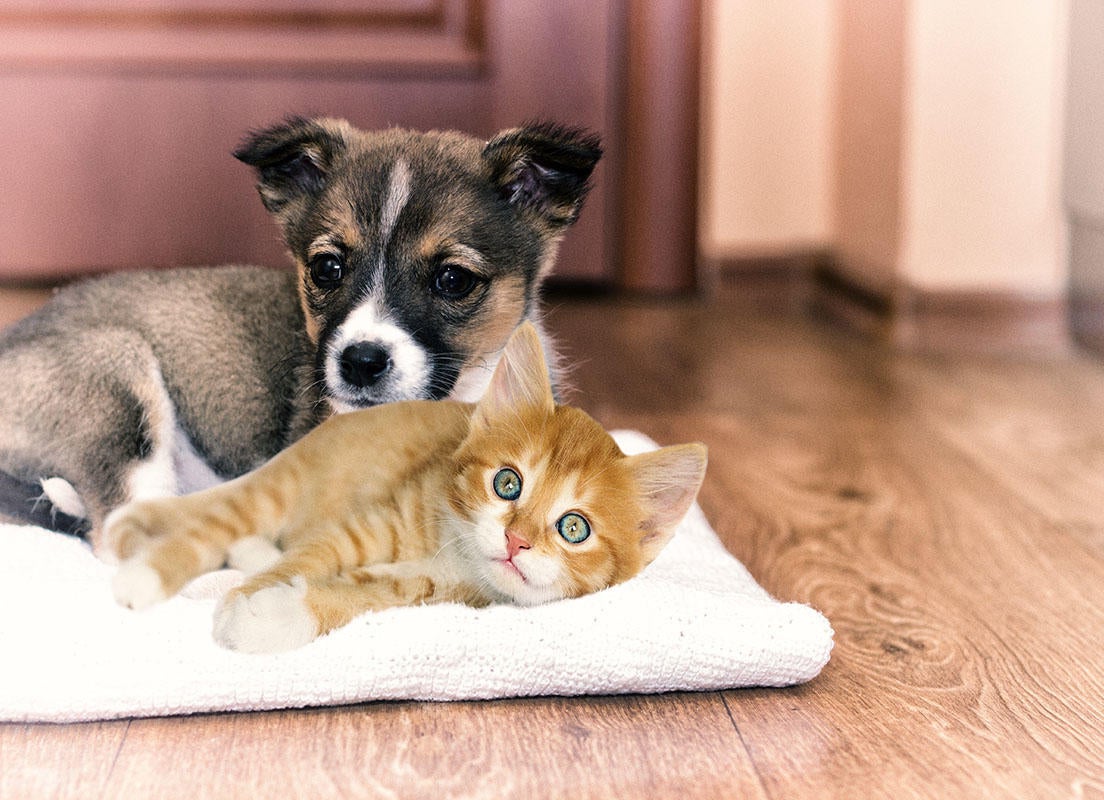 Годування цуценят і кошенят