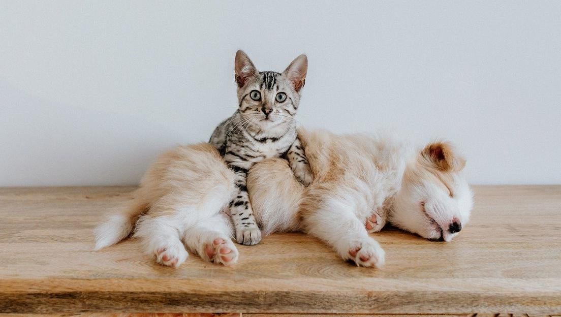 Як привчити цуценя й кошеня до туалету?