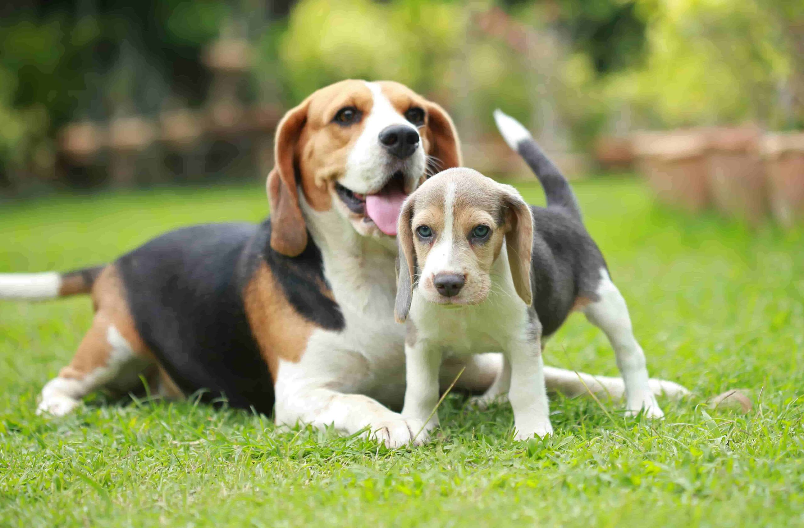 цуценя з дорослою собакою