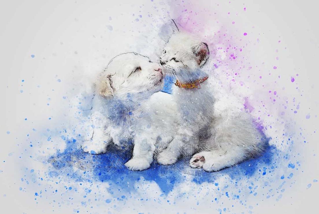 В яких ситуаціях можна віддавати маленьких кішок і собак?