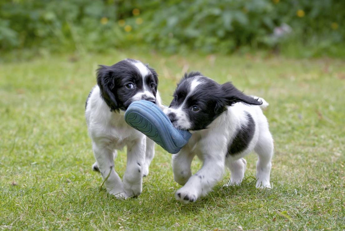 Як вибрати породу собаки?