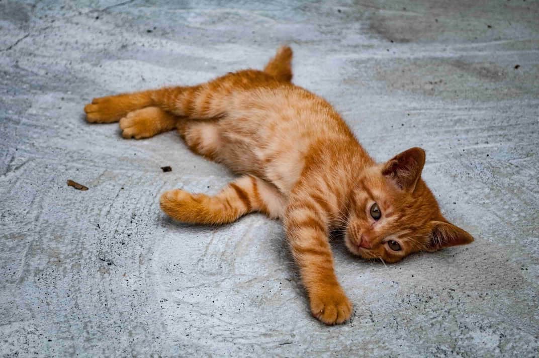 Відсутність апетиту у маленького кошеняти