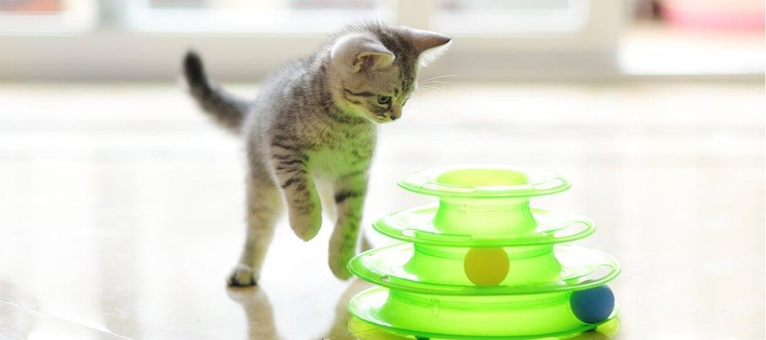 Як грати з котом?