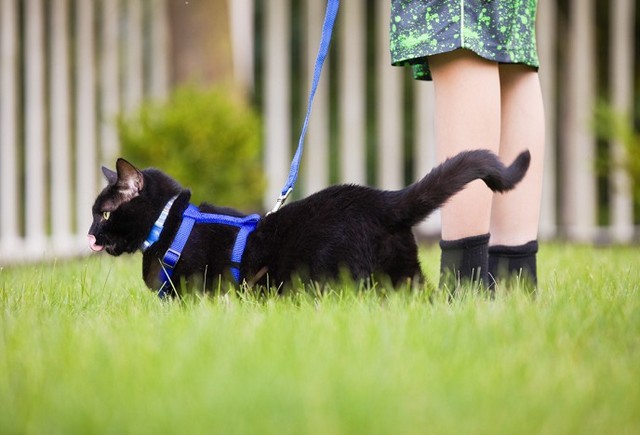 Чорний кіт в траві