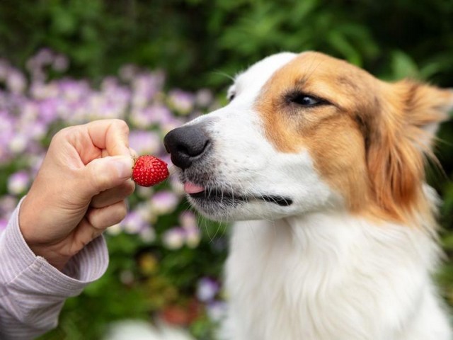 собака їсть полуницю