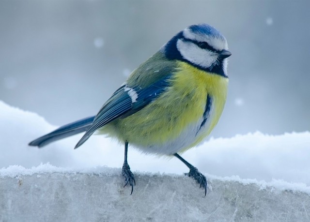 Чим годувати пташок взимку?