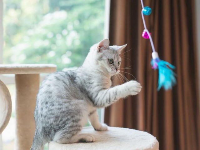 Цікаві іграшки для котів своїми руками