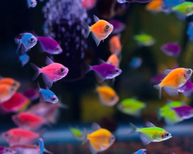Як підготувати акваріум для рибок?