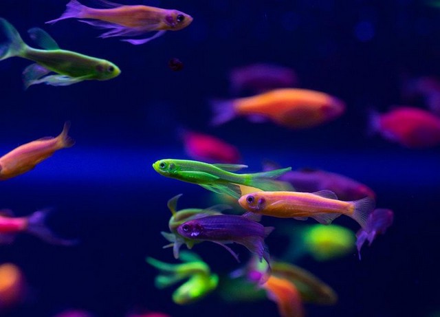 Яких рибок вибрати для акваріума?