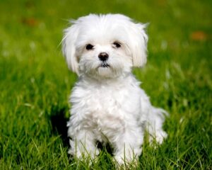 Маленькі білі собаки порода - топ 7
