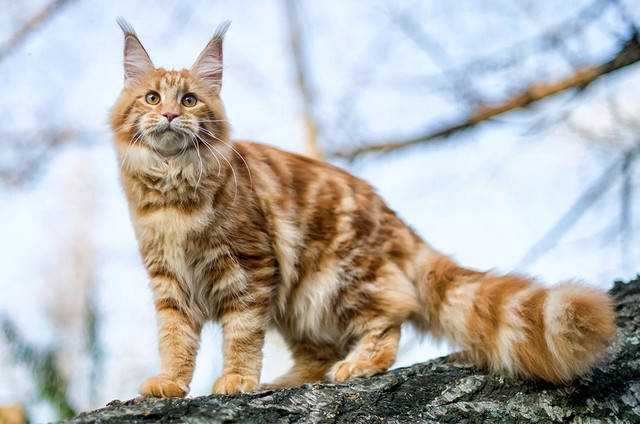 Коти породи Мейн кун - опис, фото, характер та догляд