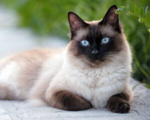 Види сіамських котів - опис, фото та назви