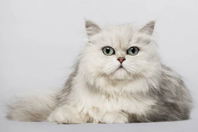 Коти породи шиншила - опис, здоров'я, характер та догляд